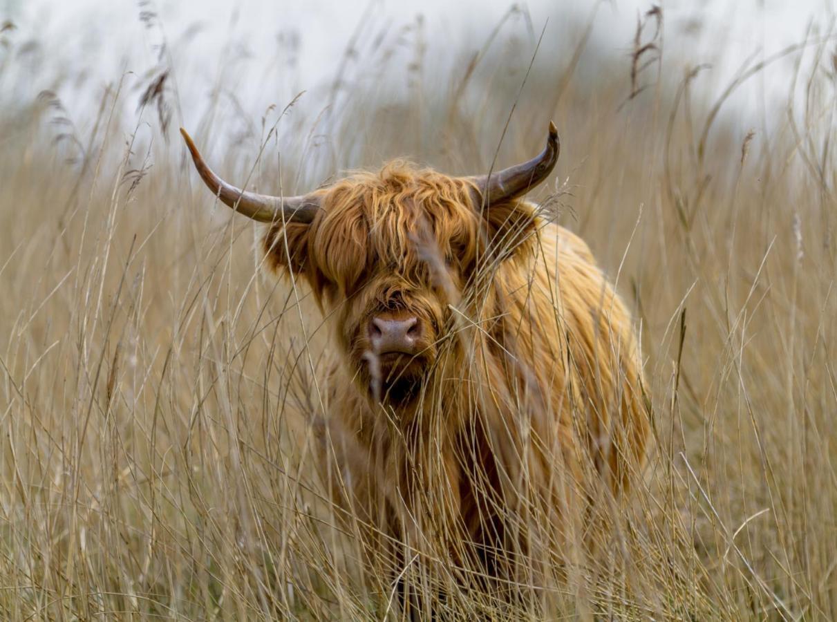 Lieke Lauwersmeer Met Sauna * Anjum